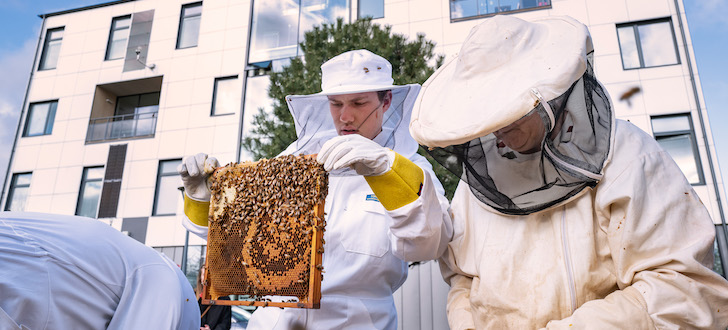 Bi-drag till uppkopplade bikupor över hela landet