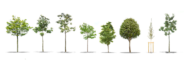 <strong>Här är träden som är bäst på att rena luft i staden</strong>